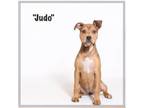 Adopt Judo a Terrier