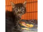 Adopt Venus a Domestic Medium Hair