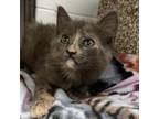 Adopt Chai a Domestic Short Hair