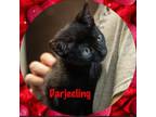 Adopt Darjeeling a Domestic Short Hair