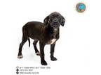 Adopt BABY a Labrador Retriever, Mixed Breed