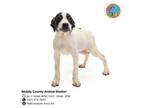 Adopt BRANDY a Labrador Retriever, Mixed Breed