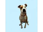 Adopt Bethany a Boxer