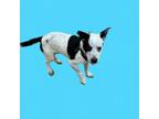 Adopt Delta a Australian Cattle Dog / Blue Heeler, Terrier
