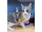 Adopt Elly a Domestic Short Hair