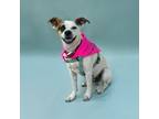 Adopt Daisy aka Spottie a Mixed Breed