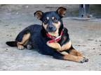 Adopt Rosie a Mixed Breed