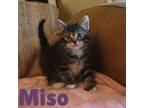 Adopt Miso-Adoption Pending a Domestic Short Hair