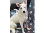 Adopt Noelle a Shepherd, Terrier