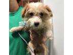 Adopt (HOLD) W. Memphis #11 a Terrier