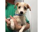 Adopt (Hold) West Memphis 10 a Terrier