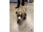 Adopt MARTHA a Pit Bull Terrier