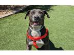 Adopt ABBY LOU a Pit Bull Terrier