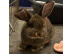 Adopt Dolly a Mini Lop