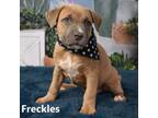Adopt Freckles a Pit Bull Terrier