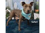 Adopt Safari a Pit Bull Terrier