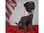 Adopt Twilight a Scottish Deerhound
