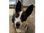 Adopt Sky a Border Collie, Mixed Breed