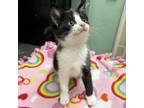 Adopt Pinga a Domestic Short Hair