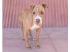 Adopt Lani a Pit Bull Terrier, Mixed Breed