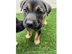 Adopt Frannie a Labrador Retriever, Shepherd