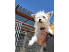 Adopt Matilda a West Highland White Terrier / Westie