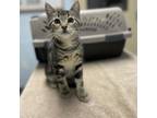 Adopt Honey a Domestic Short Hair