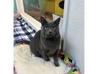 Adopt Flower a Domestic Short Hair