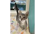 Adopt Mouse a Domestic Short Hair