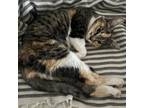 Adopt SERINA a Domestic Short Hair