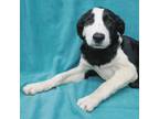 Adopt LACEY a McNab, Border Collie