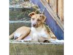 Adopt STAR a Labrador Retriever, Shepherd