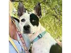 Adopt POSIE a Cattle Dog, Mixed Breed