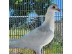 Adopt Sugar a Pigeon