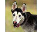 Adopt Jazmine a Siberian Husky