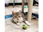 Adopt Kitten 25768 a Tabby