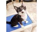 Adopt Kitten 25542 (Rania) a Domestic Short Hair