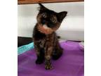 Adopt Kitten 25680 (Deanna) a Tortoiseshell