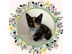 Adopt DORLA a Domestic Short Hair