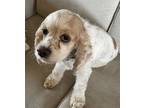 Adopt Abby a Cocker Spaniel