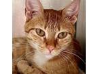 Adopt Tamborine (bonded w/Ukelele) a Domestic Short Hair