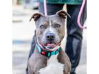 Adopt Penny a Pit Bull Terrier