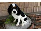 Cavalier King Charles Spaniel Puppy for sale in Bloomington, IN, USA