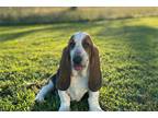 Basset Hound Puppy for sale in Oklahoma City, OK, USA