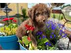 Aussiedoodle Puppy for sale in Knoxville, TN, USA