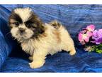 Shih Tzu Puppy for sale in Columbia, MO, USA