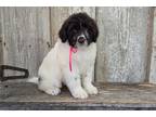 Portuguese Water Dog Puppy for sale in Kansas City, MO, USA