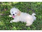 Zuchon Puppy for sale in Columbia, MO, USA