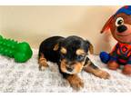 Yorkshire Terrier Puppy for sale in Springfield, MO, USA