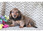 Mutt Puppy for sale in Mansfield, OH, USA